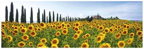 Арт.48910 Canvas Фото-репродукция Sunflowers 150x50