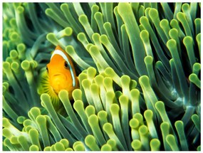 тапети - Anemonefish 300x231