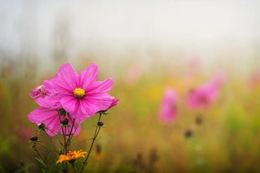 Фототапет – Разцъфнал розов цвят