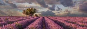 Картина на платно – Земя на лавандулови полета