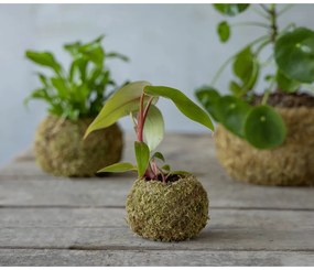 Саксия за цветя ø 9 cm Kokedama – Esschert Design