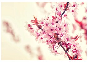 Фототапет – Розови цветя на череша