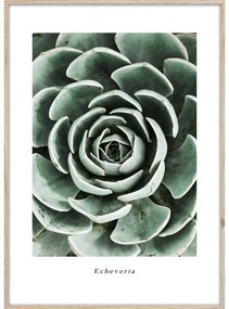 Картина 50x70 cm Echeveria – Styler