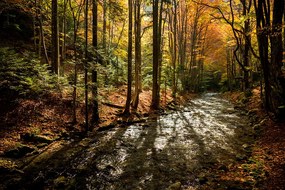 Фототапет - Есенна горска пътека