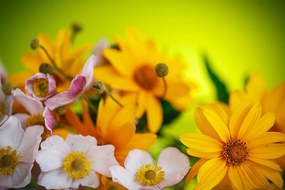 Фототапет – Летен букет