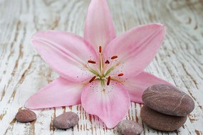 Самозалепващ фототапет – Розова лилия и Зен камъни