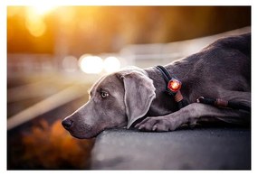 LED светлина за яка Amber - Orbiloc