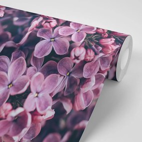 Фототапет – Лилави цветя на люляк