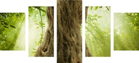 картини от 5 части – Корен на дърво