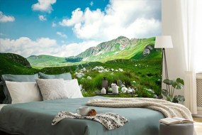 Фототапет – Долина в Черна гора