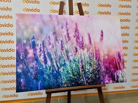 Картина на платно – Магически цветове на лавандула