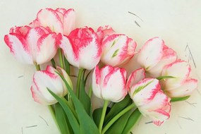 Самозалепващ фототапет – Пролетни лалета