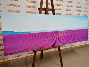 Картина на платно – Безкрайно лавандулово поле