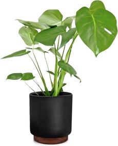 Fox & Fern Enspijk, саксии за цветя, орехово дърво, Polystone, ръчна изработка, 2 размера