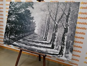 Картина на платно – Есенна алея от дървета в черно-бяло