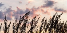 Картина на платно – Трева при залез
