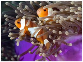 тапети - Clownfish 250x193