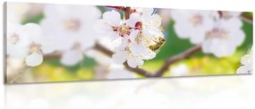 Картина на платно – Цветове на дърво през пролетта
