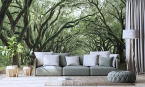 Самозалепващ фототапет – В прегръдка на дървета