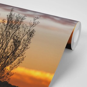 Фототапет – Клончета на залез