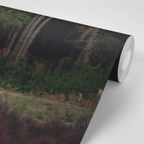 Фототапет – Величествен елен