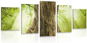 картини от 5 части – Корен на дърво