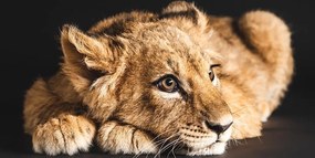 Картина на платно – Малко лъвче