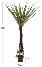 Растение Палма HM7989 зелен цвят