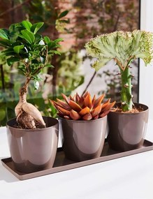 Teraplast - Комплект саксии MADEIRA 35 - капучино