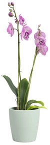 Керамична саксия за цветя ø 14 cm Thalia – Artevasi