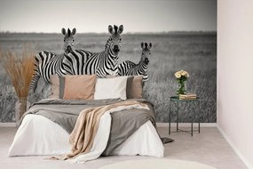 Фототапет – Три черно-бели зебри в савана