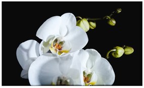 тапети - Phalaenopsis 450x270