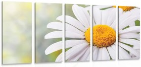 картини от 5 части – Цветя маргаритки