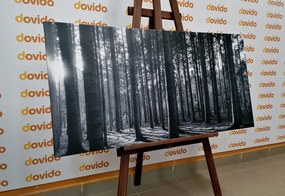 Картина на платно – Утро в гората в черно-бял вариант