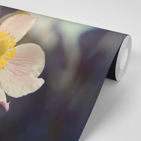 Фототапет – Нежност на цвете