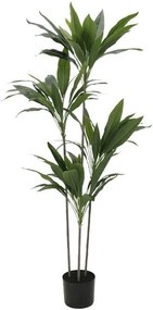 Декоративно растение Velvet Tree в саксия-120