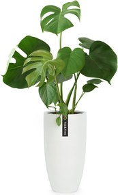 Fox & Fern Саксия Almere Fibre Stone, идеална за растения, ръчно изработена, конусовидна