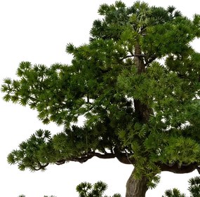 Изкуствено растение atmosphera Polin Bonsai, 86 cm