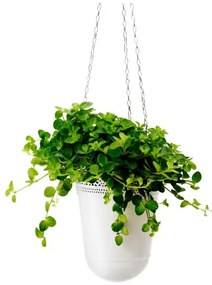 HIMALAYAMIX саксийно растение 602.345.34