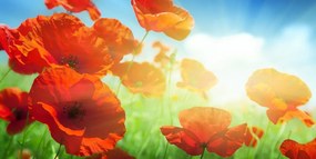 Картина на платно – Мак на ливада