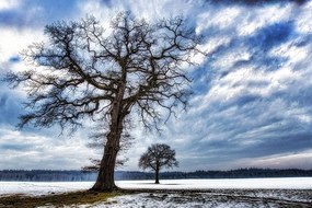 Самозалепващ фототапет – Дървета през зимата