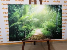 Картина на платно – Пътека на остров Сейшели