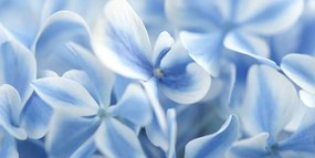 Картина на платно – Синьо-бели цветя на хортензия