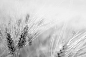 Фототапет – Пшенично поле в черно-бяло