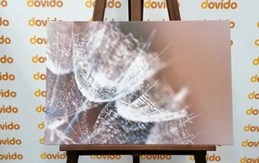 Картина на платно – Макро глухарче на фон