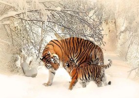 13004V4 - Флис
