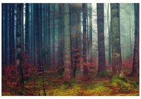 Фототапет – Тайна на гората
