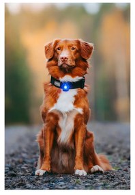 LED светлина за яка Blue - Orbiloc