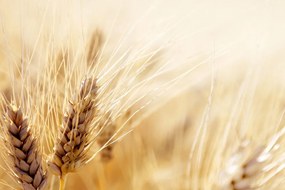 Картина на платно – Пшенично поле