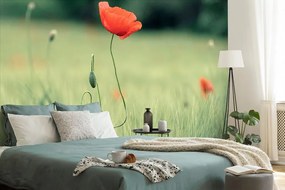 Фототапет – Самотен мак